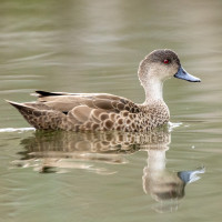 Grey Teal